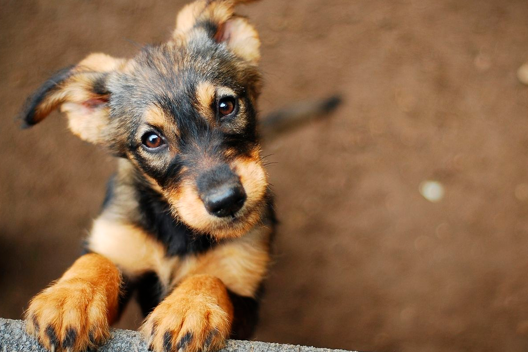 Adopción de perros y gatos: todo lo que debes saber Adopción de perros y gatos: todo lo que debes saber